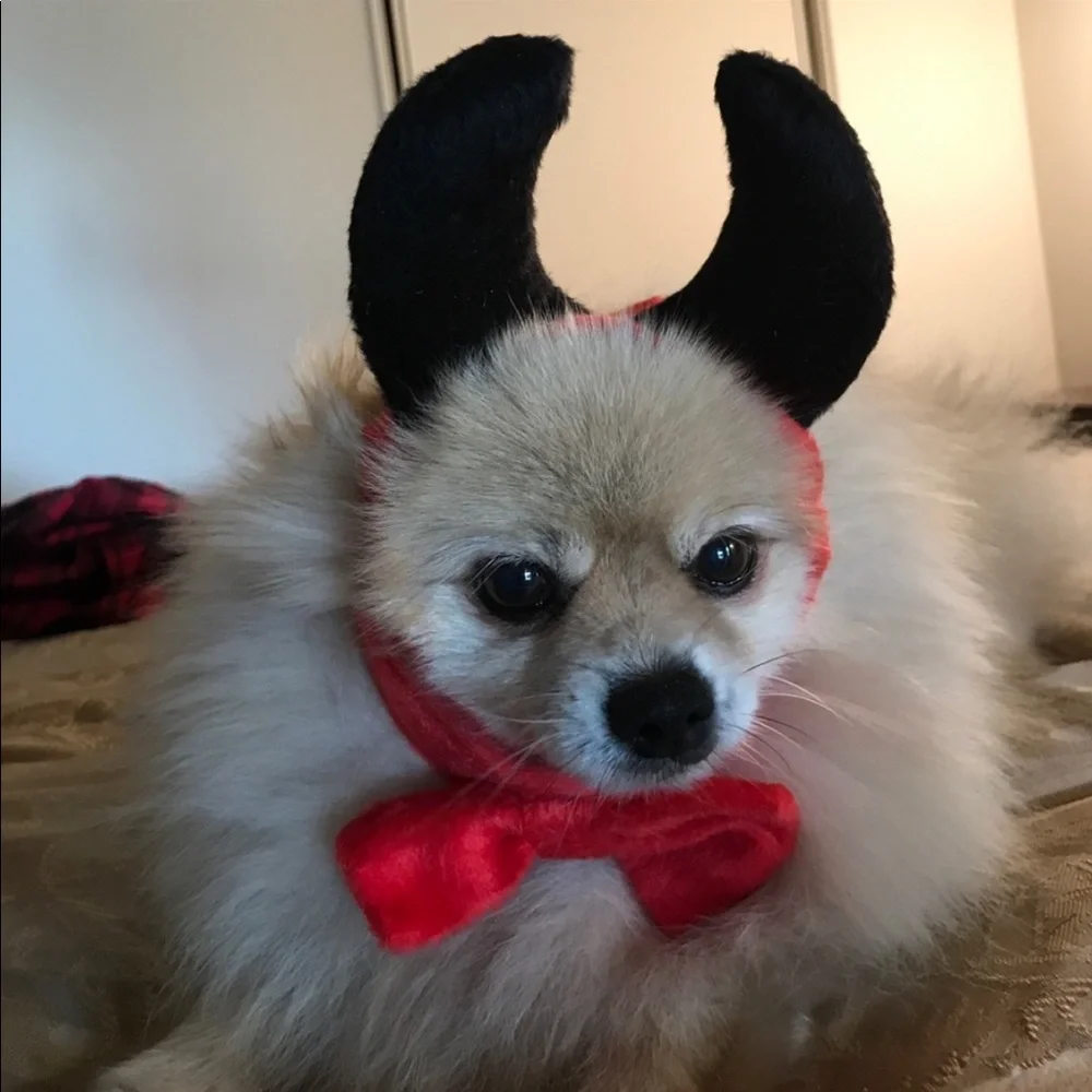 New Dog Devil Halloween costume 👹 One Size Small to Medium dog